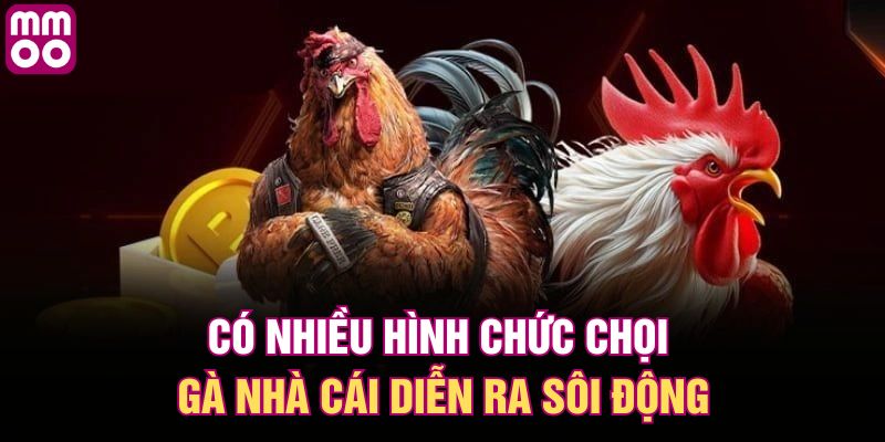 Có nhiều hình chức chọi gà nhà cái diễn ra sôi động