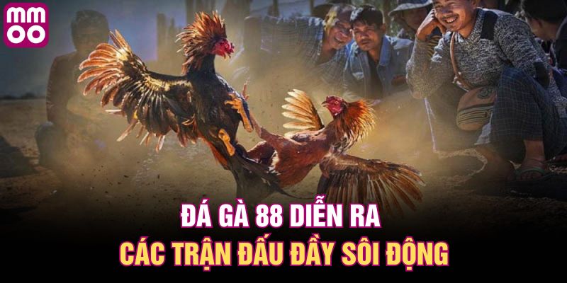 Đá gà 88 diễn ra các trận đấu đầy sôi động