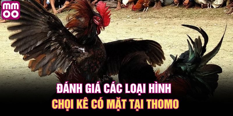 Đánh giá các loại hình chọi kê có mặt tại Thomo