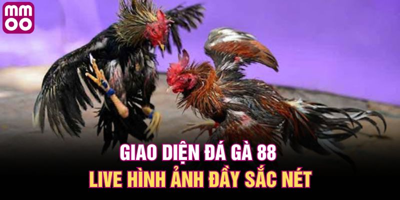 Giao diện đá gà 88 live hình ảnh đầy sắc nét