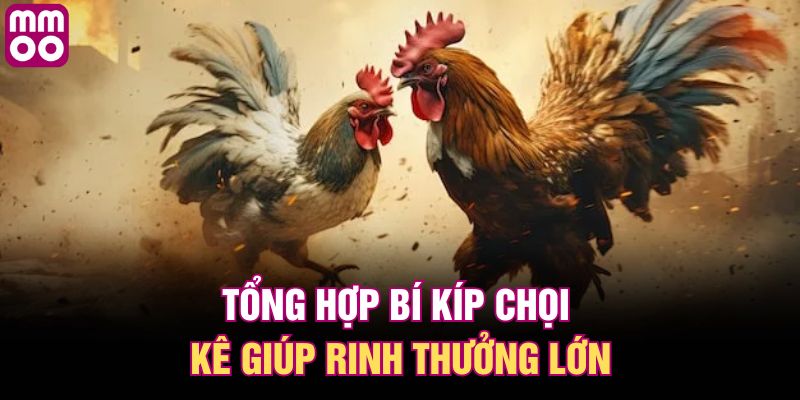 Tổng hợp bí kíp chọi kê giúp rinh thưởng lớn