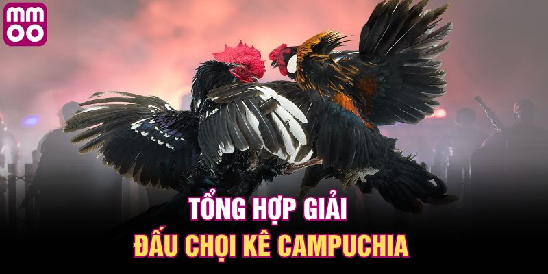 Tổng hợp giải đấu chọi kê Campuchia